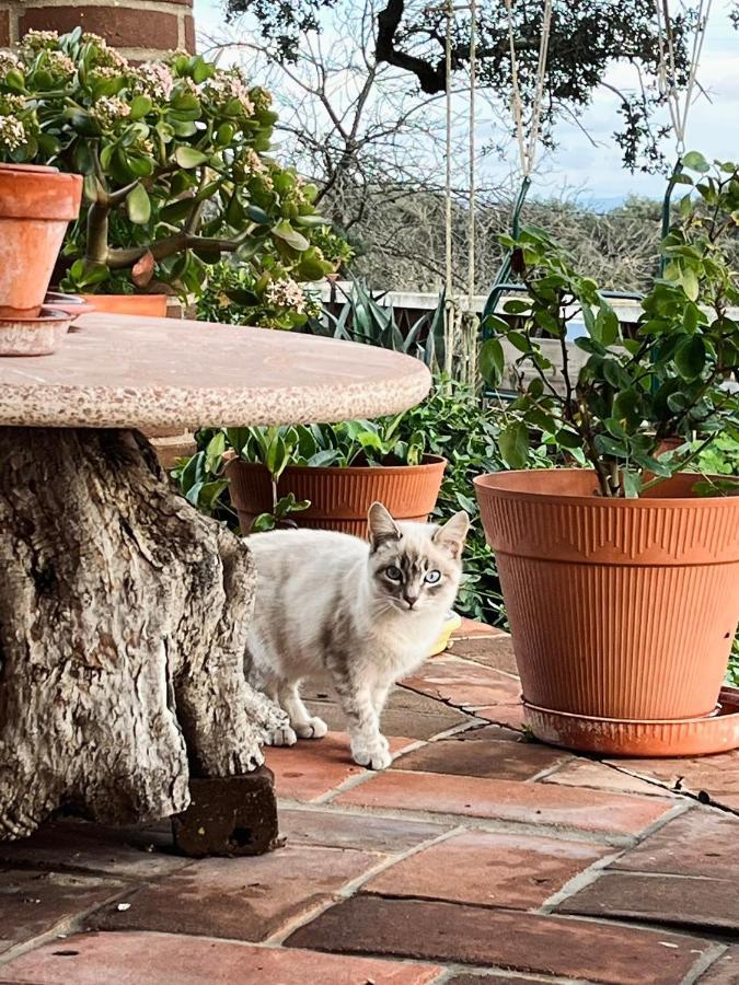 Villa Aproveite O Sabor Do Alentejo Vila Verde de Ficalho Esterno foto