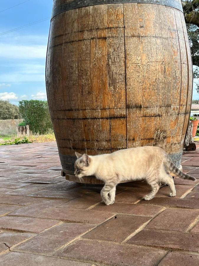Villa Aproveite O Sabor Do Alentejo Vila Verde de Ficalho Esterno foto
